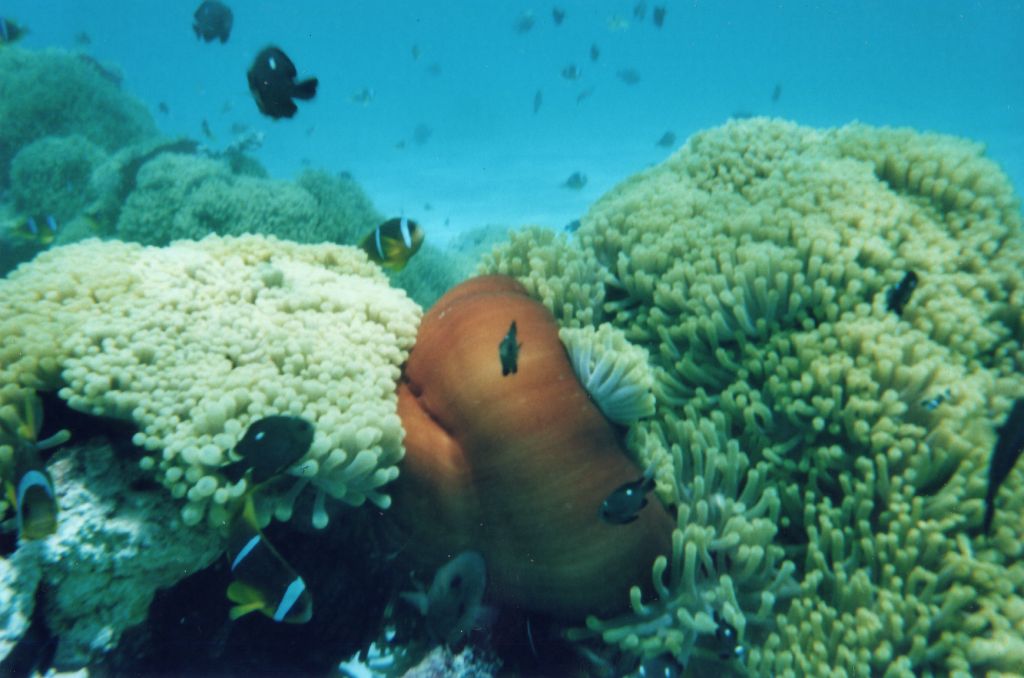 Anemone enorme da identificare (Mar Rosso)